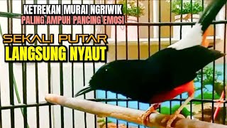 LANGSUNG NYAUT‼️KETREKAN Jitu Murai Ngriwik PANCING Emosi  Sekali Putar Murai Manapun AUTO Emosi [upl. by Ahsini]