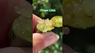 😋 Finger Lime [upl. by Attekahs313]