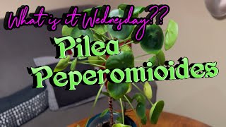 PILEA PEPEROMIOIDES Plants INFO and CARE Houseplant HOW TO [upl. by Fabian744]