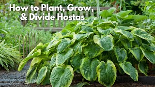 How to Plant Grow and Divide Hostas [upl. by Havstad]