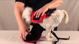 DOGonGEAR Pet Diaper Wrap  How to put and keep a pet diaper on your dog [upl. by Assital940]