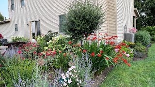 July 11 2023 Garden Update  hydrangeas amp tree lilies blooming  hummingbird favorite flower [upl. by Harras]