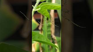 The Green Lynx Spider lynxspider lynx spider [upl. by Feetal]