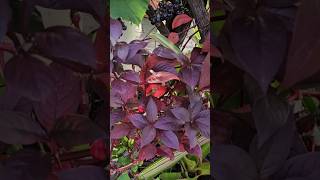 Easy Plant PropagationSee full video on HHG Studios Jamaica YouTube channel [upl. by Little39]