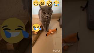 Is Billi ki bolane ki awaaz suno funny short video cat [upl. by Bethel]