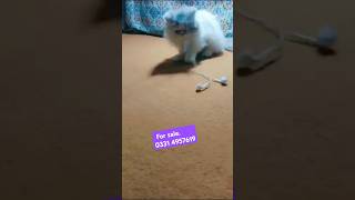 Persian cat triple coat for sale  Persian cat blue eyescat shortvideo foryou cutecat [upl. by Fleeman464]