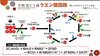 【高校生物】第11講「クエン酸回路」 [upl. by Rasla]