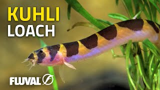 Species Spotlight  Kuhli Loach [upl. by Abdul]