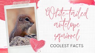 whitetailed antelope squirrel facts [upl. by Maximilian]