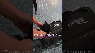 Pet Nanny delivery to Nevada ✈️ twelvetitanskennels canecorso wasabispetstore [upl. by Daeriam]