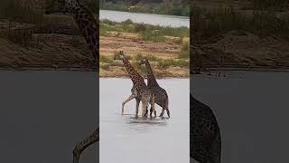 Giraffe Fight In River wildlife africananimals animals livestream [upl. by Madoc990]