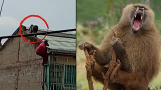 Man Learns Not to Mess With a Baboon [upl. by Ainigriv]