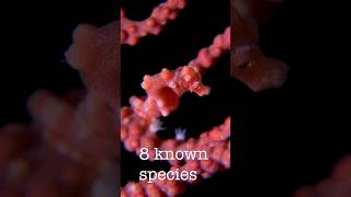 Super small seahorses  the pygmy seahorse [upl. by Llenyl]