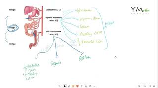 SMA  IMA and Duodenum GIT اناتومي اسألة [upl. by Ayatan129]