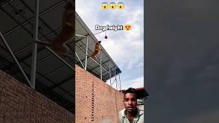 Dog height 🤩 dog doglover pitbull funny pets newsong song punjabisong [upl. by Latreese241]