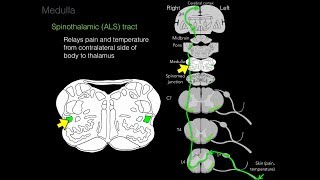 Foundational features of the brainstem [upl. by Alyos]