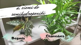 Z ziemi do semihydroponiki  Chamedora i Begonia [upl. by Coit]