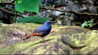 鉛色水鶇公 Plumbeous Water Redstart [upl. by Laurena]