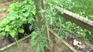 Identifying Tomato Leaf Distortions and Herbicide Damage  The Rusted Garden 2103 [upl. by Lubba]