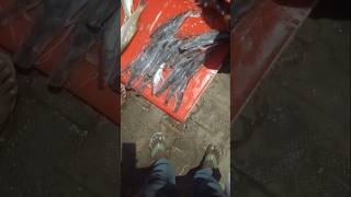 Amazing singhara fish market dl fishingvideo fish short video [upl. by Anahcra]