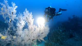 Diving Joes Reef Valley of the Giants [upl. by Edd]