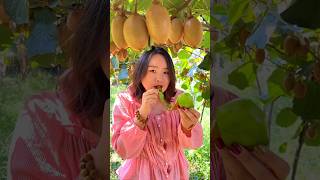 Beautiful Fresh Fruit 🥝🥝 Harvesting from Farm With Rural Farmer  Kiwi Fruit Farming shorts fruit [upl. by Silvia163]