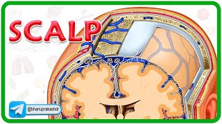 Scalp Anatomy Animation  Head and Neck Anatomy Animations [upl. by Diane-Marie]