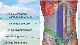 Vascularisation et innervation PAROI DE LABDOMEN [upl. by Enortna853]