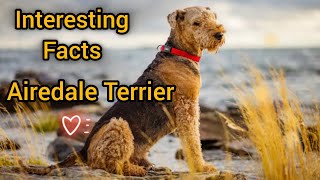 Airedale Terrier Top 15 facts  Dogs101 facts about airedale terrier 👀 Airedoodle [upl. by Eeroc707]