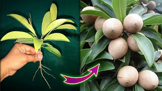 How to grow sapodilla tree from cutting with full success [upl. by Nivek]