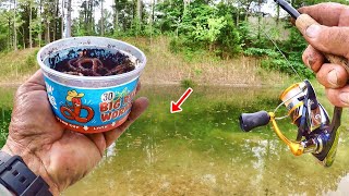 HUGE BLUEGILL EVERYWHERE EASY Way To Catch Panfish From The Bank [upl. by Janka]