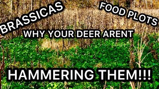 WHY THE DEER ARENT EATING YOUR BRASSICAS FOOD PLOTS [upl. by Odnalra]