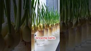 Growing Garlic at Home in Water Bottle Super Easy DIY garden nature [upl. by Eizle966]