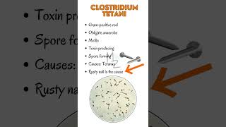 Clostridium tetani causes tetanus  Lockjaw tetanus clostridium [upl. by Norry]