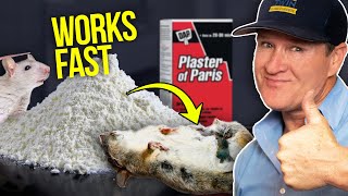 Killing Rats at Home with Plaster and Baking Soda  This works FAST [upl. by Aivull]