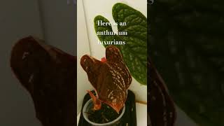 Anthurium Luxurians new leaf time lapse [upl. by Htiekal]