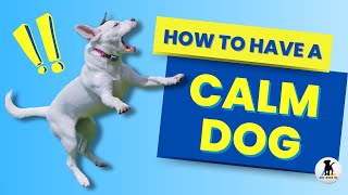 How to calm a dog 3 ways to help hyper and over excited dogs relax [upl. by Dael]