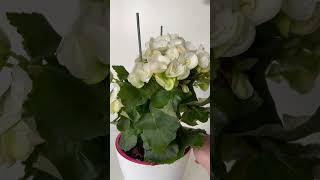 Begonia Wax in Full Bloom Lovely White Flowers 🤍 shorts [upl. by Aggi]