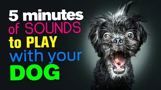 5 MINUTES of SOUNDS to PLAY with your DOG [upl. by Ebeohp983]