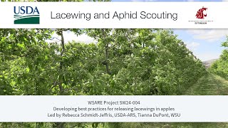 Lacewing and Aphid Scouting [upl. by Enawtna]