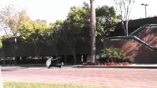 Ryan Sheckler  360Flip HUGE Gap [upl. by Yrtneg]