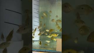 This is Indian wild Cichlid Orange Chromide india indiannativefish shorts youtubeshorts tamil [upl. by Aner]