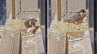 367 Collins St Falcons Chick Stumbles into Gutter 🎢 Mum Retrieves Corrals all 3 🤹🏽 2024 Oct 16 [upl. by Nap875]