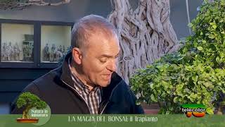 La magia del Bonsai il trapianto  25012019 [upl. by Nhguavahs]