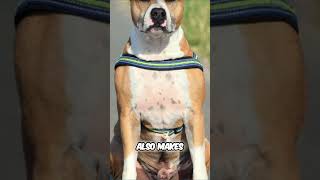 American Staffordshire Terrier vs American Pit Bull Terrier  Key Differences and Characteristics [upl. by Anillehs526]