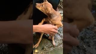 animals cute crocodile pets crocodille funny crocodilian puppy dog ❤️❤️🙏🙏shots [upl. by Bibby]