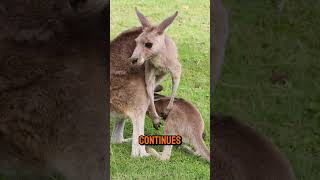 What are baby kangaroos called shorts animals animalkingdom australia kangaroo joey [upl. by Attelahs]