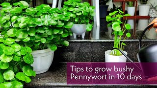 Pennywort care  Tips to make bushy Pennywort in 10days [upl. by Buller]