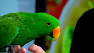 Ollie the Eclectus Parrot [upl. by Yramliw77]