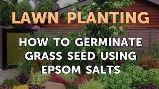 How to Germinate Grass Seed Using Epsom Salts [upl. by Donaldson662]